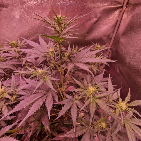 Apple Strudel  Auto growlog timeline photo