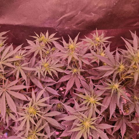 Apple Strudel  Auto growlog photo: Links OG Kush , rechts Apple Strudel 