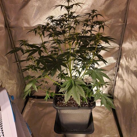 Apple Strudel  Auto growlog timeline photo