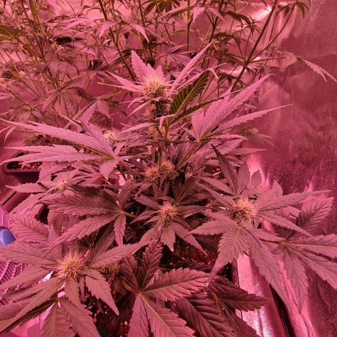 Original Auto White Widow growlog timeline photo