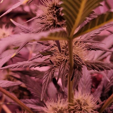 Original Auto White Widow growlog timeline photo