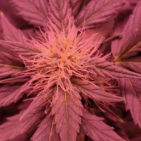 Original Auto White Widow growlog timeline photo