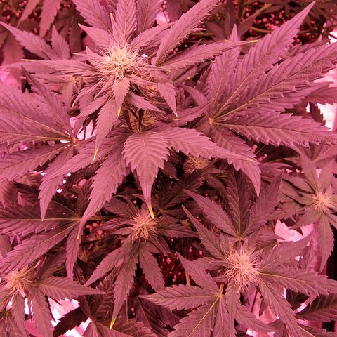 Original Auto White Widow growlog timeline photo