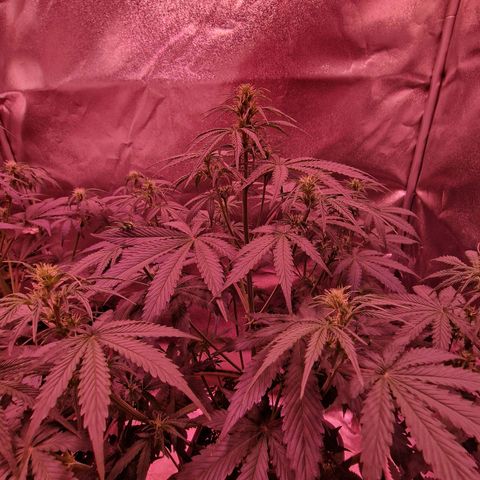 Original Auto OG Kush growlog timeline photo