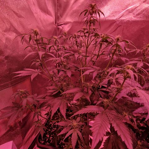 Apple Strudel  Auto growlog timeline photo