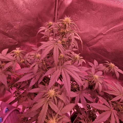 Apple Strudel  Auto growlog timeline photo
