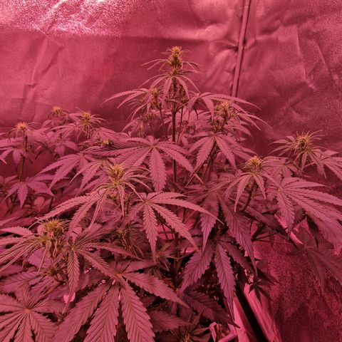Original Auto OG Kush growlog timeline photo