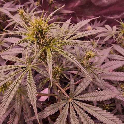 Original Auto OG Kush growlog timeline photo