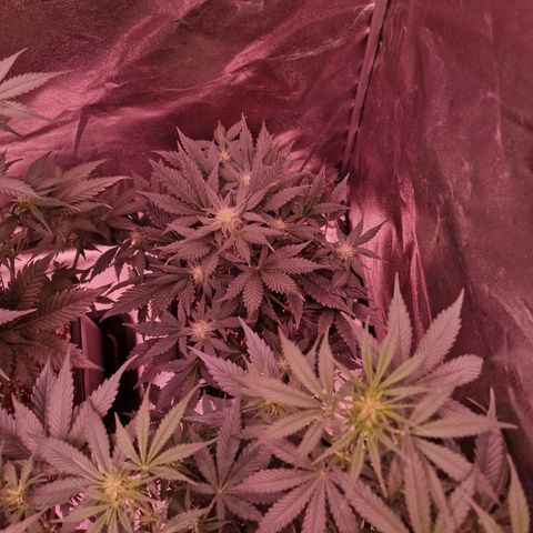 Original Auto White Widow growlog timeline photo
