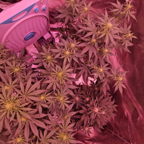 Apple Strudel  Auto growlog timeline photo