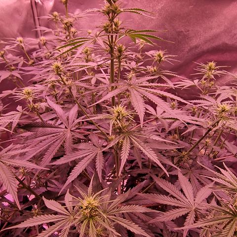 Original Auto OG Kush growlog timeline photo
