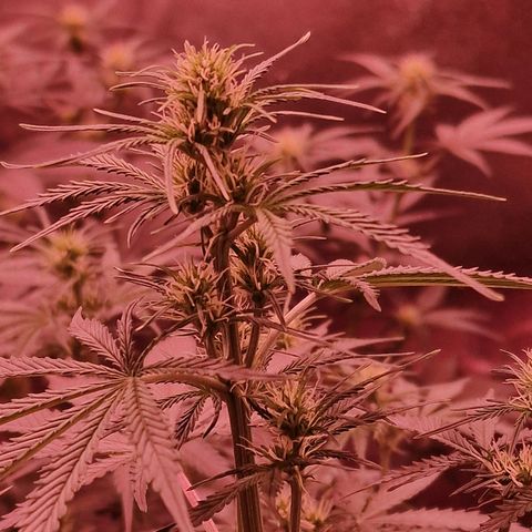 Original Auto OG Kush growlog timeline photo