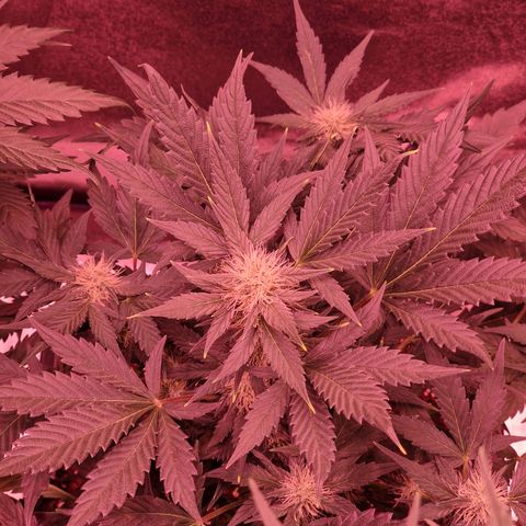 Original Auto White Widow growlog timeline photo