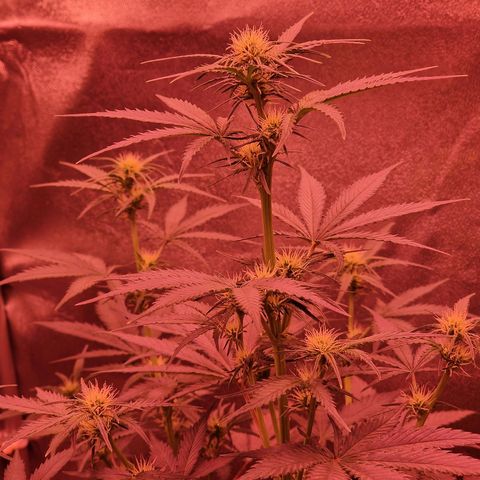 Apple Strudel  Auto growlog timeline photo