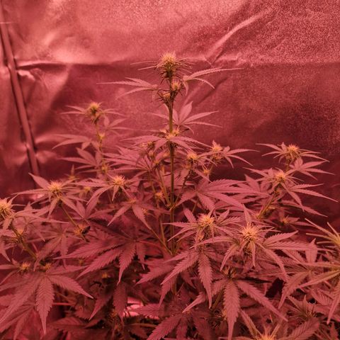 Apple Strudel  Auto growlog timeline photo
