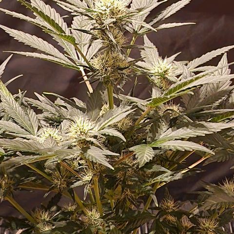 Original Auto White Widow growlog timeline photo