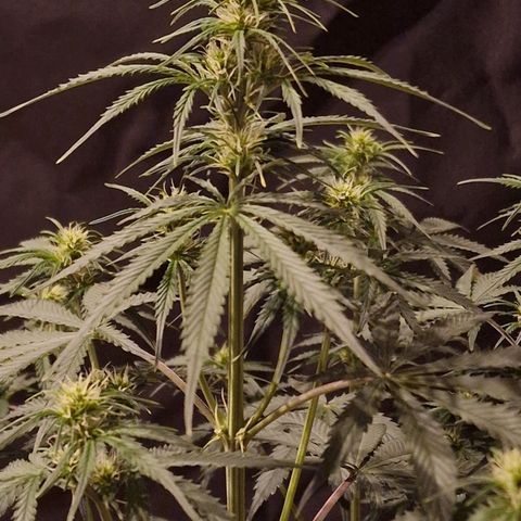 Original Auto OG Kush growlog timeline photo