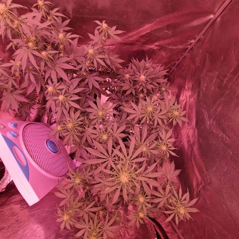 Apple Strudel  Auto growlog photo: apple strudel / white widow / og kush