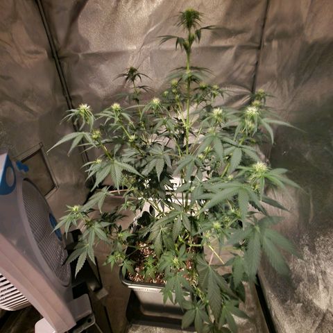 Apple Strudel  Auto growlog timeline photo