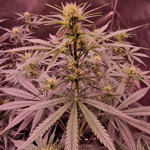 Original Auto OG Kush growlog timeline photo