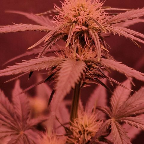 Apple Strudel  Auto growlog timeline photo