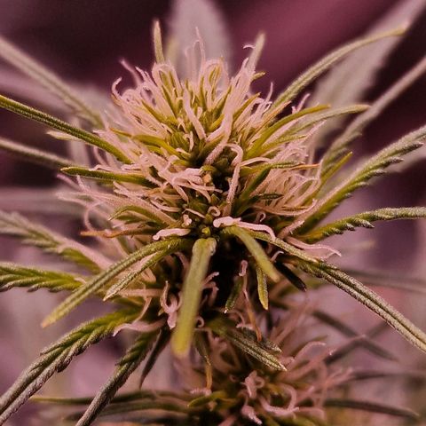Original Auto OG Kush growlog timeline photo