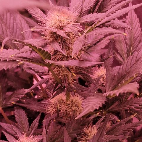Original Auto White Widow growlog timeline photo