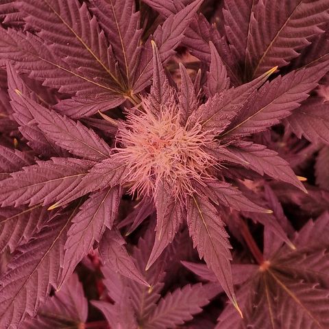 Original Auto White Widow growlog timeline photo