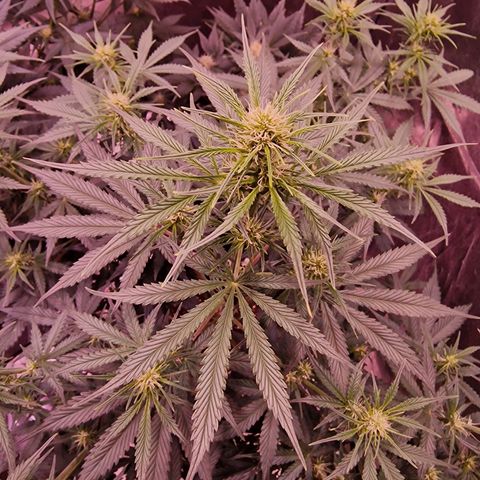 Original Auto OG Kush growlog timeline photo