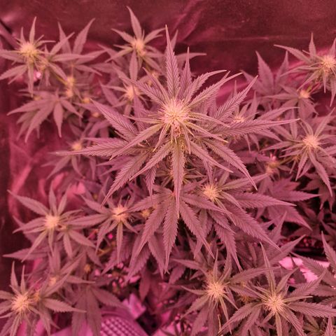 Apple Strudel  Auto growlog timeline photo