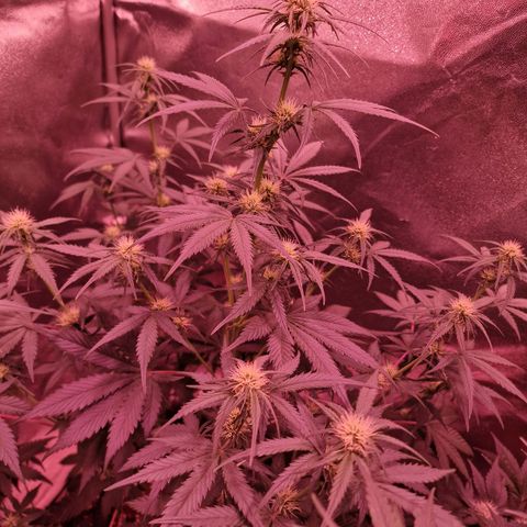 Apple Strudel  Auto growlog timeline photo