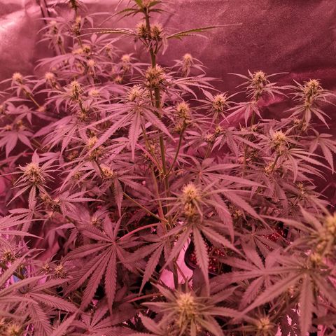 Original Auto OG Kush growlog timeline photo