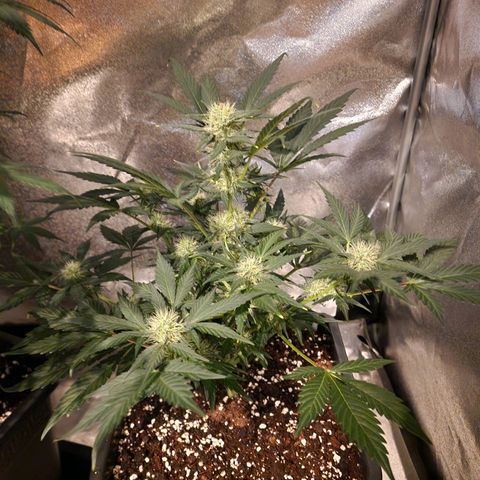 Original Auto White Widow growlog timeline photo