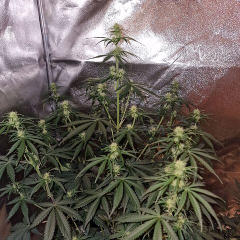 Original Auto OG Kush growlog timeline photo
