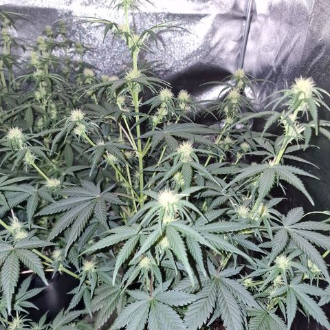 Apple Strudel  Auto growlog timeline photo