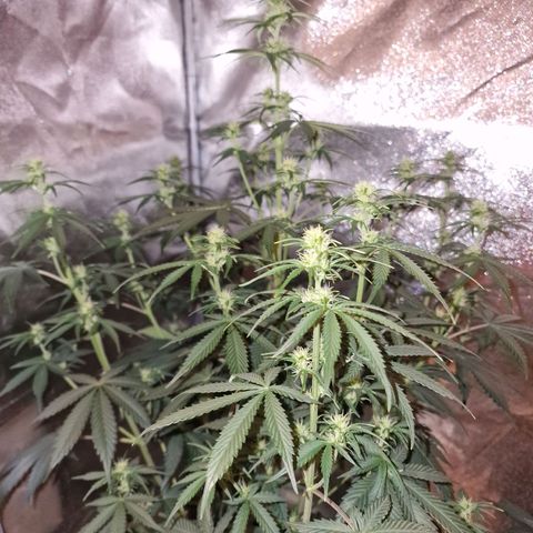Original Auto OG Kush growlog timeline photo
