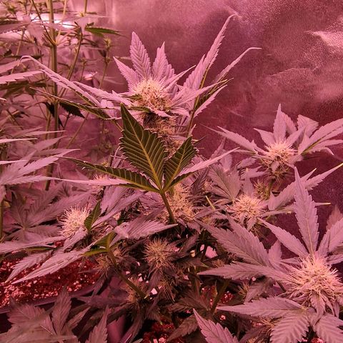 Original Auto White Widow growlog timeline photo