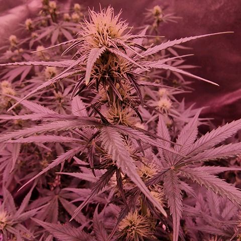 Apple Strudel  Auto growlog timeline photo