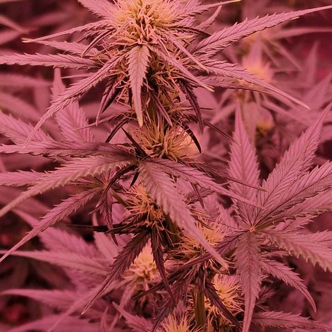 Apple Strudel  Auto growlog timeline photo