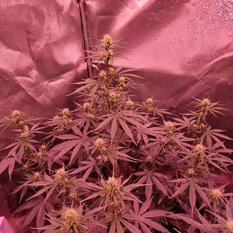 Original Auto OG Kush growlog timeline photo