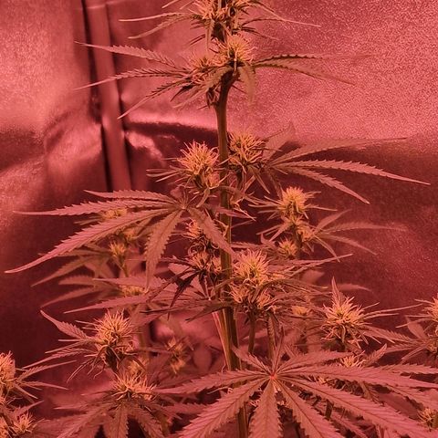 Original Auto OG Kush growlog timeline photo