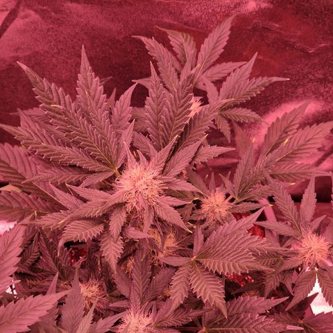 Original Auto White Widow growlog timeline photo