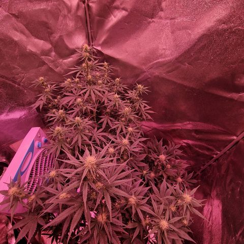 Apple Strudel  Auto growlog timeline photo