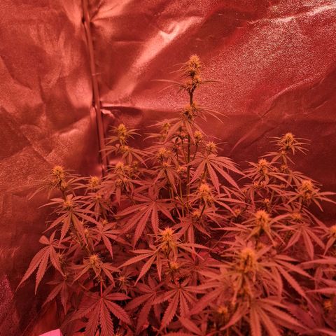 Original Auto OG Kush growlog timeline photo