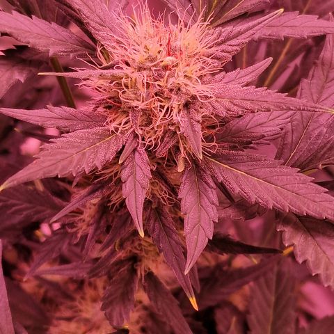 Original Auto White Widow growlog timeline photo