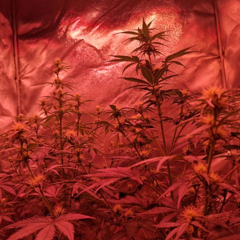 Apple Strudel  Auto growlog photo: OG Kush links / AppleStrudel rechts 