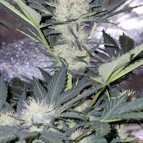 Original Auto White Widow growlog timeline photo