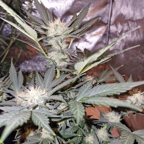 Original Auto White Widow growlog timeline photo
