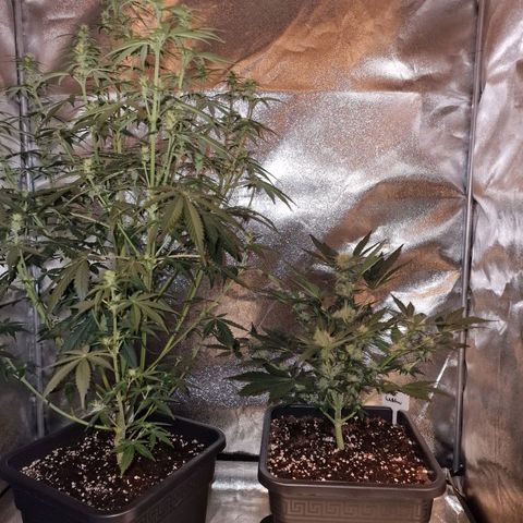 Original Auto OG Kush growlog photo: OG Kush links / White Widow rechts 