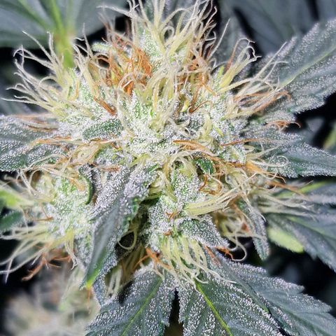 Original Auto White Widow growlog timeline photo